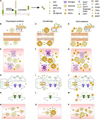 The Role of Mesenchymal Stem Cells in Regulating Astrocytes-Related Synapse Dysfunction in Early Alzheimer’s Disease